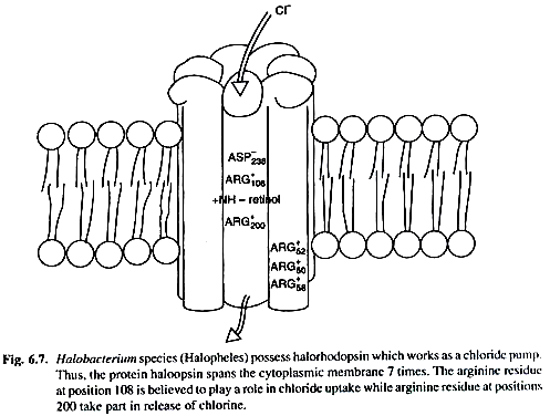 Holobacterium Species Possess Halorhodopsin which Works as a Chloride Pump