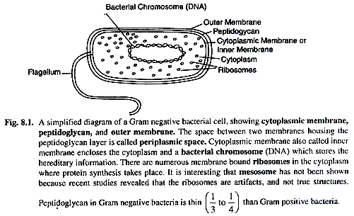 Gram Negative Bacterial Cell