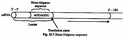 Shine-Dalgarno sequence