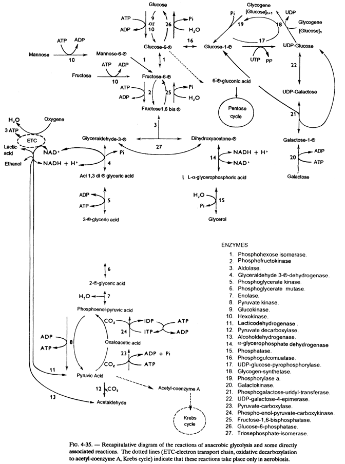 Reactions of Anaerobic Glycolysis