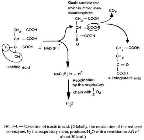 Oxidation Isocitric Acid