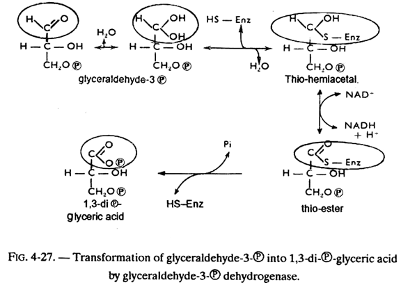 Transformation of Glyceraldehyde