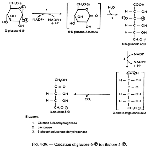 Oxidation of Glucose-6-℗ to Ribulose-5℗