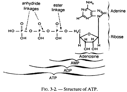 Structure of ATP