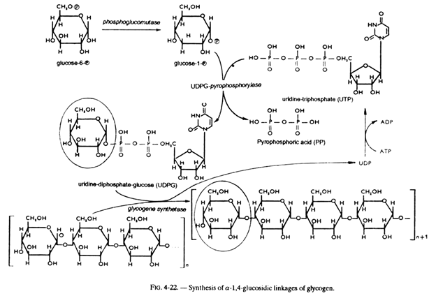 Synthesis of α-1,4-glucosidic Linkages of Glycogen