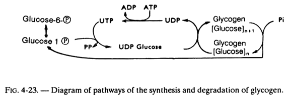 Pathways of the Synthesis and Degradation of Glycogen