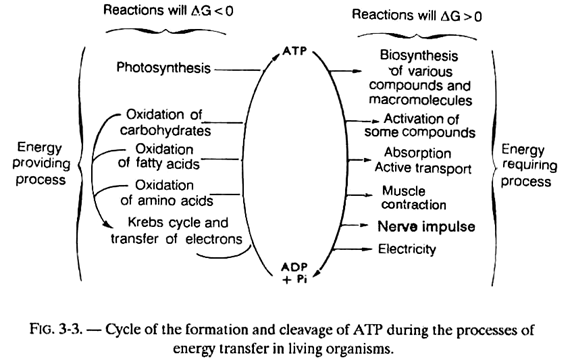 Cycle of the Formation and Cleavage of ATP