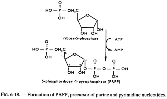 Formation of PRPP, Precursor of Purine and Pyrimidine Nucleotides