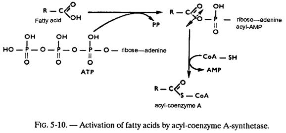 Activation of Fatty Acids