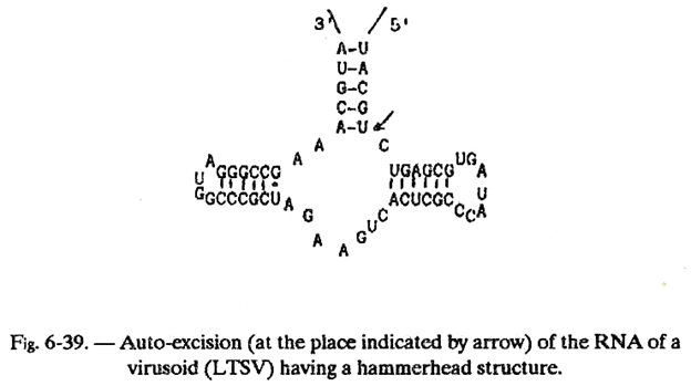 Auto-Excision of the RNA of a Virusoid (LTSV)