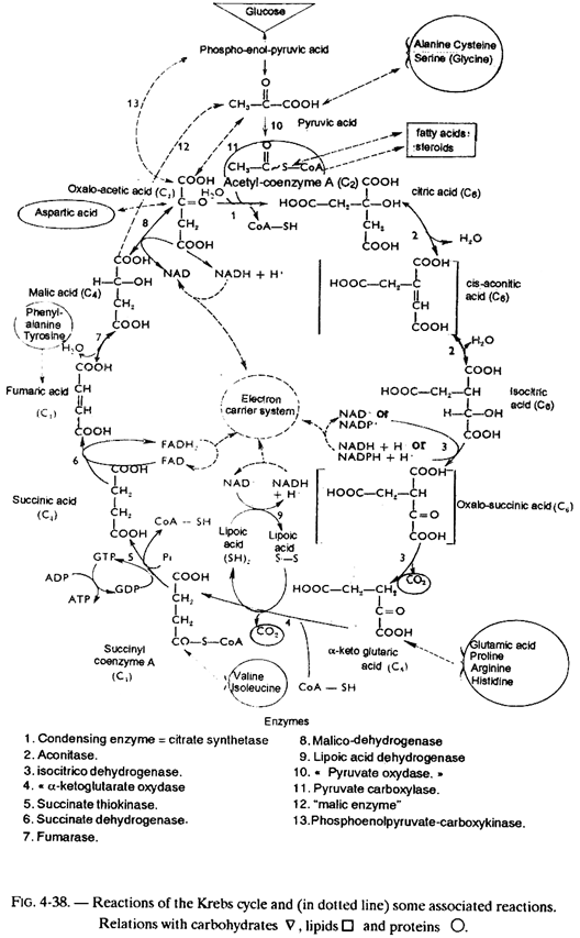 Reactions of the Krebs cycle and some associated reactions