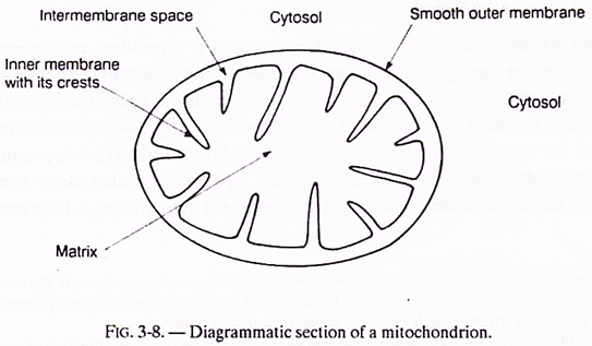 Mitochondrion