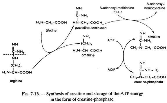 Synthesis of Creatine and Storage of the ATP Energy