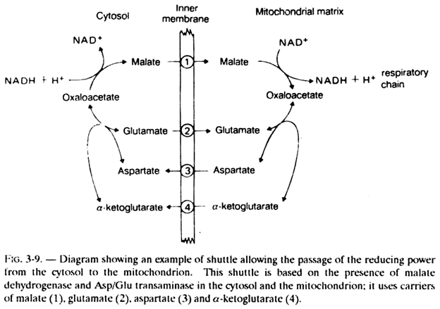 Shuttle Allowing the Passage of the Reducing Power