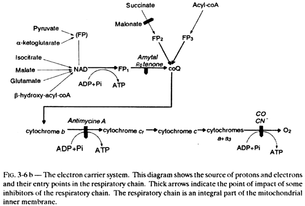 Electron Carrier System