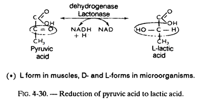 Reduction of Pyruvic Acid to Lactic Acid