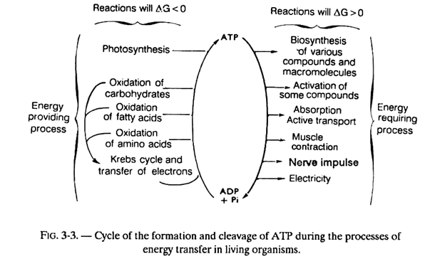 Cycle of the Formation and Cleavage of ATP