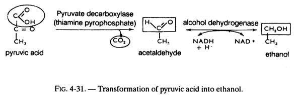 Transformation of Pyruvic Acid into Ethanol