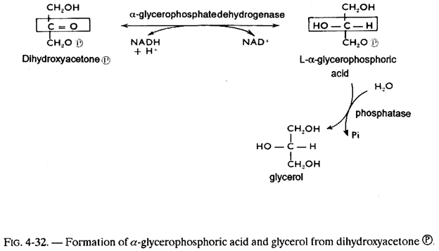 Formation of α-glycerophosphoric Acid and Glycerol