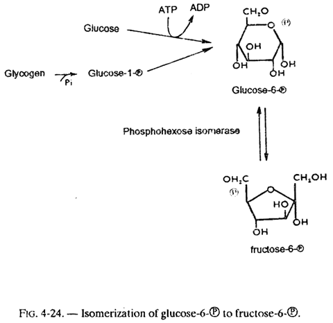 Isomerization of Glucose-6-℗ to Fructose-6℗