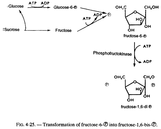 Transformation of Fructose-6-℗ into Fructose-1, 6-bis-℗