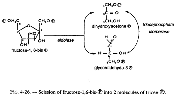 Scission of Fructose-1,6-bis℗ into 2 Molecules of Triose-℗