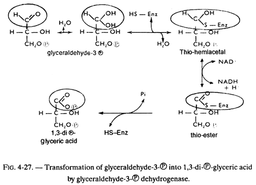 Transformation of Glyceraldehyde-3-℗ into 1,3-℗ Glyceric Acid