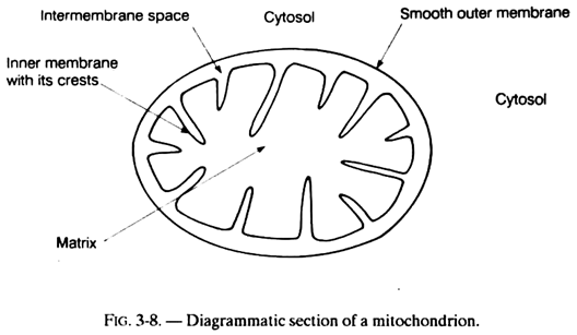 Mitochondrion