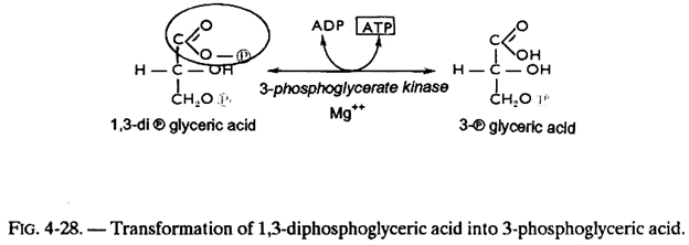 Transformation of 1,3-diphosphoglyceric Acid into 3-Phosphoglyceric Acid