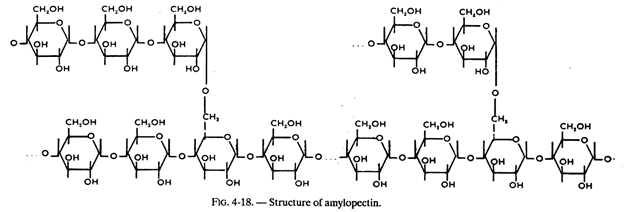 Structure of Amylopectin