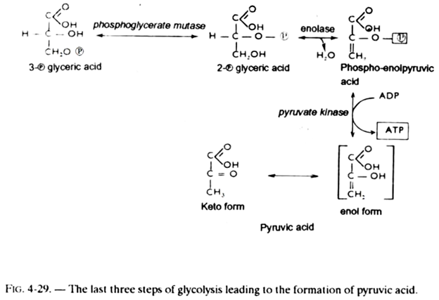 Last Three Steps of Glycolysis