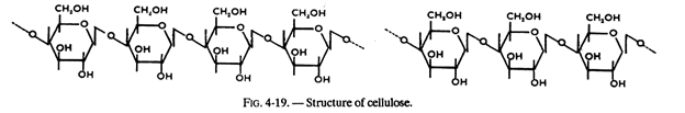 Structure of Cellulose