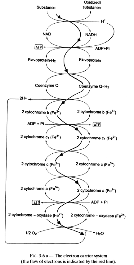 Electron Carrier System