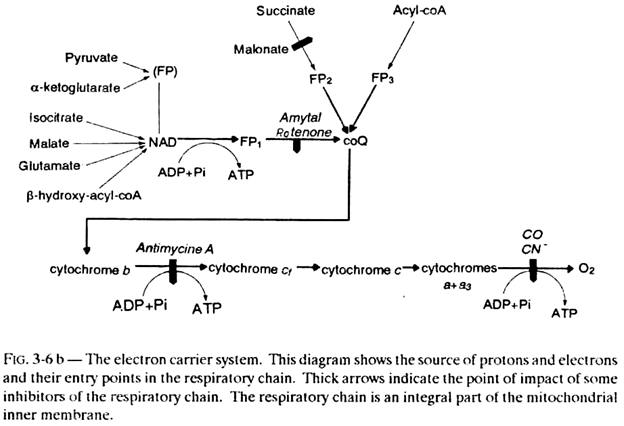 Electron Carrier System