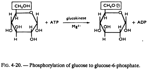 Phosphorylation of Glucose to Glucose-6-Phosphate