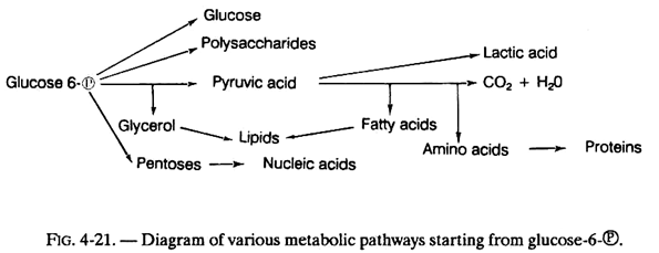 Various Metabolic Pathways