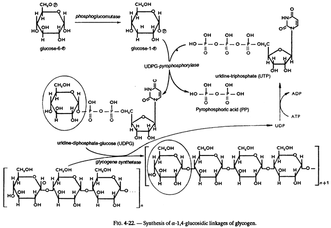 Synthesis of α-1,4-Glucosidic Linkages of Glycogen