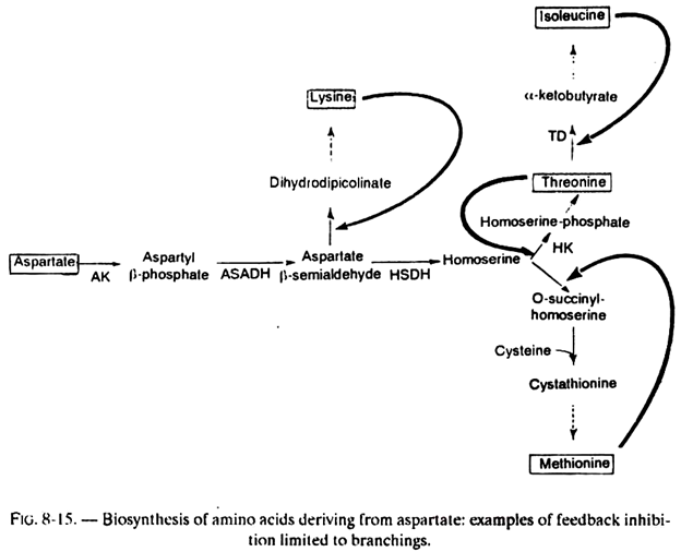 Biosynthesis of Amino Acids