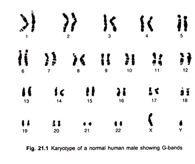 Karyotype of a Normal Human Male