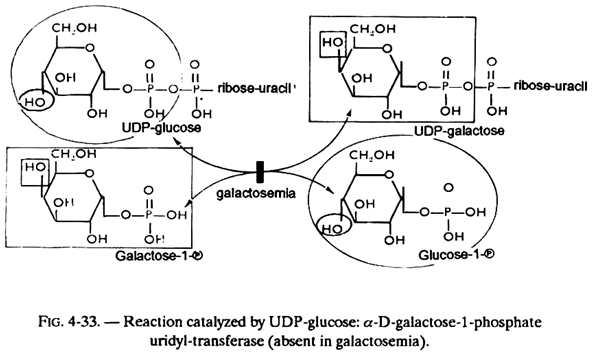 Reaction Catalyzed by UDP-Glucose