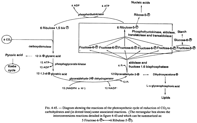 Reactions of the Photosynthetic Cycle