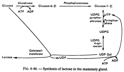 Synthesis of Lactose in the Mammary Gland