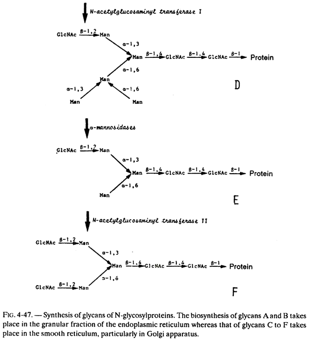 Synthesis of Glycans of N-glycosylproteins