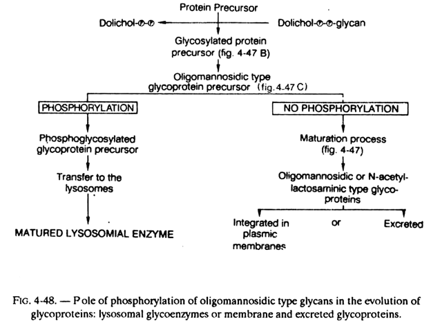 Pole of Phosphorylation 