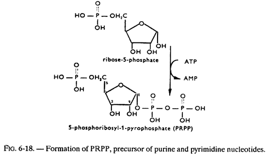 Formation of PRPP, Precursor of Purine and Pyrimidine Nucleotides