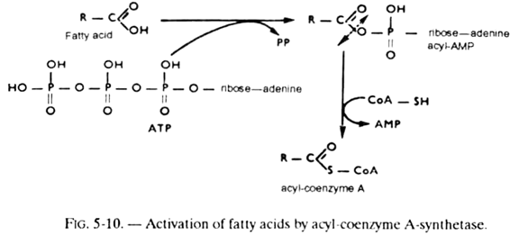 Activation of Fatty Acids