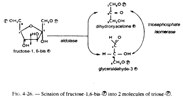 Scission of Fructose-1,6-bis-℗ into 2 Molecules of Triose-℗