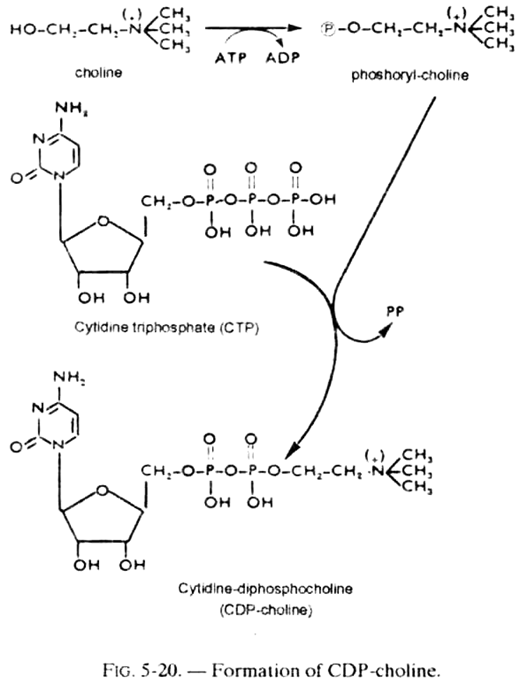 Formation of CDP-Choline