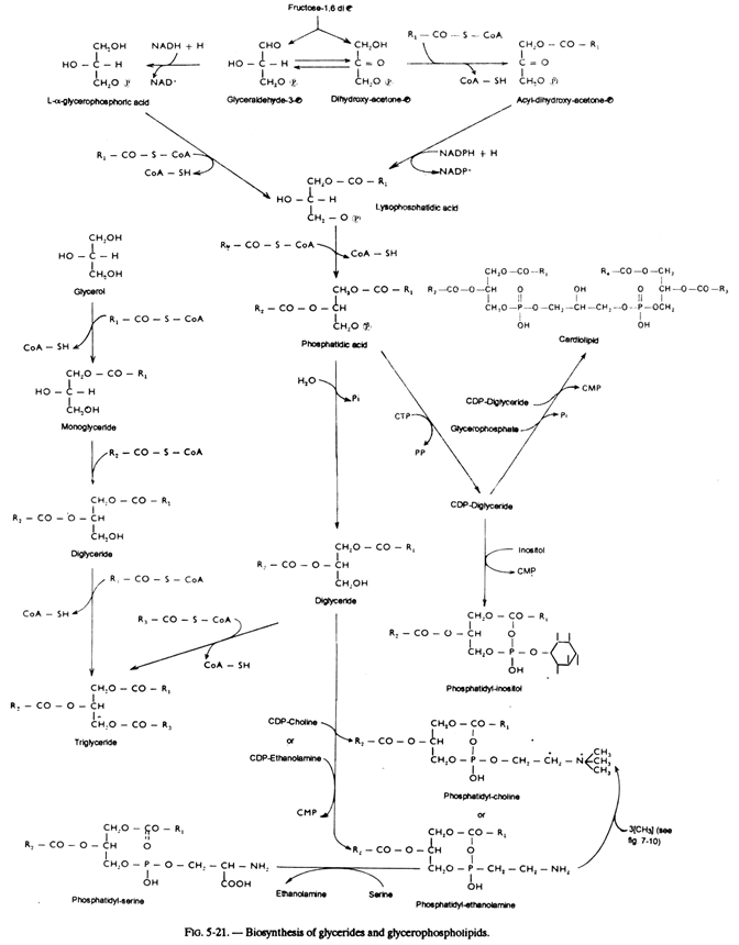 Biosynthesis of Glycerides adn Glycerophosphotipids