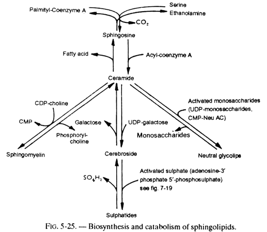 Biosynthesis and Catabolism of Sphingolipids